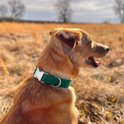 Enchanted Blue-Green Dog Collar