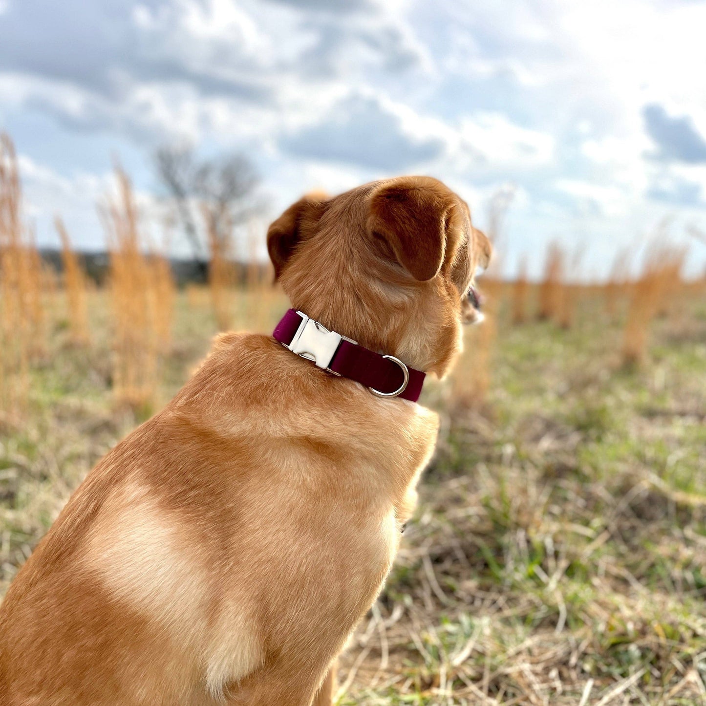 Maroon Dog Collar